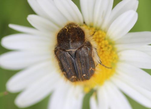 Tropinota squalida